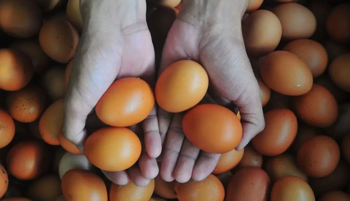 BPS: Telur ayam ras jadi komoditas penyumbang utama inflasi Maret 2024