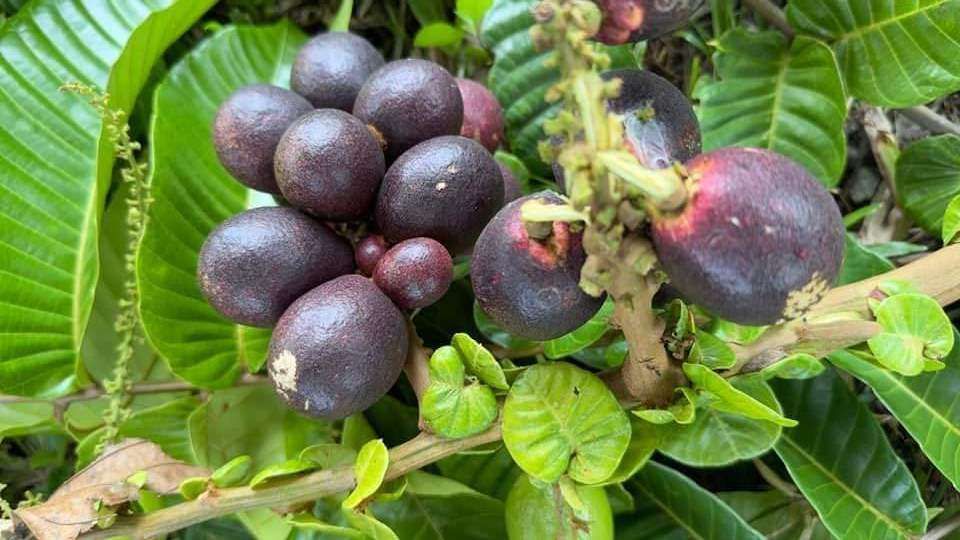 5 Manfaat Buah Matoa Bagi Kesehatan dan Kecantikan
