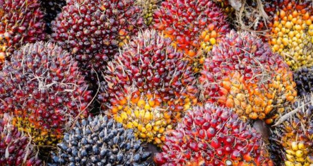 Harga CPO Naik Tajam Ditopang Produksi Rendah dan Penguatan Harga Kedelai